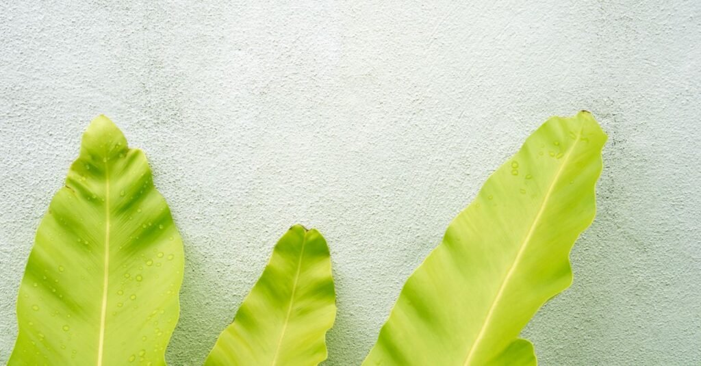 Daun pisang hijau cerah di depan dinding plester bertekstur, menghadirkan nuansa tropis.